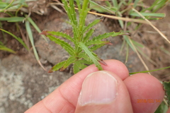 Wahlenbergia krebsii krebsii