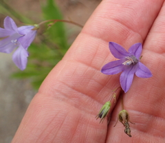 Wahlenbergia krebsii krebsii