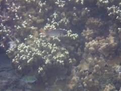 Myripristis violacea