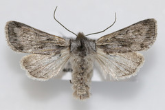 Lacinipolia patalis