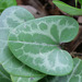 Variableleaf Heartleaf - Photo (c) Patrick Coin, some rights reserved (CC BY-NC-SA)