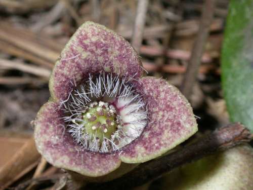 Lewis' heartleaf (Hexastylis lewisii)
