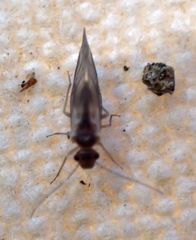 Elipsocus obscurus