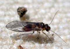 Elipsocus obscurus