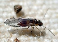 Elipsocus obscurus