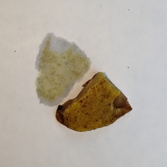 Xerocomus ferrugineus