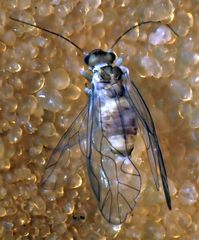 Elipsocus obscurus