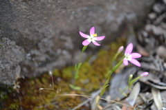 Centaurium cachanlahuen