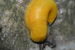 Ariolimax californicus
