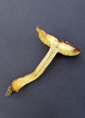 Xerocomus ferrugineus