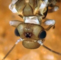 Elipsocus obscurus