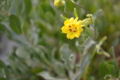 Scyphanthus elegans