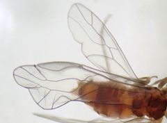 Elipsocus obscurus