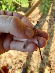 Argia