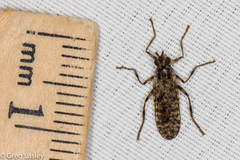 Boreothrinax maculipennis