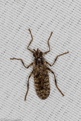 Boreothrinax maculipennis