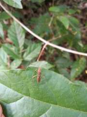Burtinus notatipennis