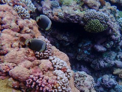 Chaetodon reticulatus