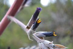 Puya coerulea