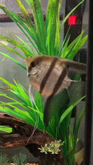 Pterophyllum