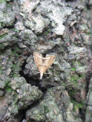 Diplopseustis perieresalis
