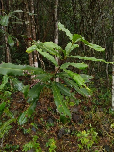 Macadamia integrifolia