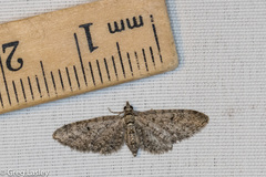 Eupithecia jejunata