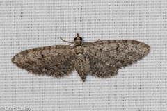 Eupithecia jejunata