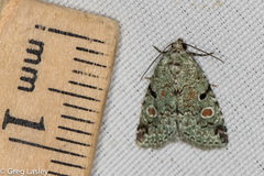 Maliattha concinnimacula