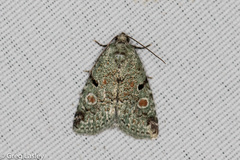 Maliattha concinnimacula