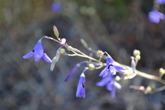 Conanthera campanulata