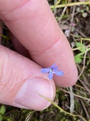 Lobelia quadrangularis