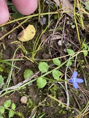 Lobelia quadrangularis