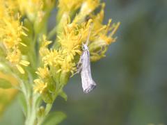 Plutella porrectella