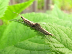Plutella porrectella