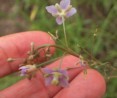 Heliophila rigidiuscula