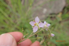 Heliophila rigidiuscula