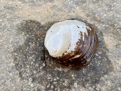 Ellipsaria lineolata