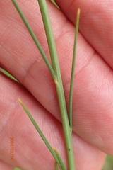 Heliophila rigidiuscula