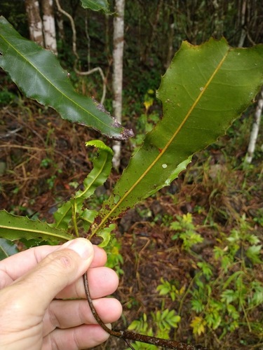 Macadamia integrifolia