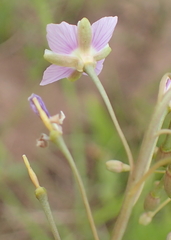 Heliophila rigidiuscula