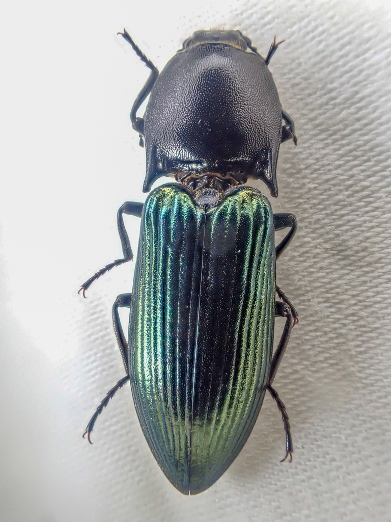 Metallic Click Beetle