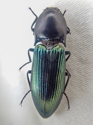 Metallic Click Beetle