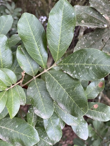 Arytera divaricata F.Muell.