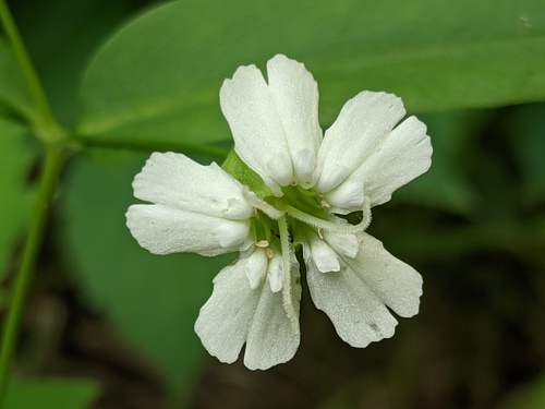 evening campion (Silene nivea)