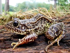 Lithobates areolatus