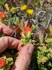 Castilleja mendocinensis