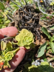 Castilleja mendocinensis