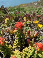 Castilleja mendocinensis