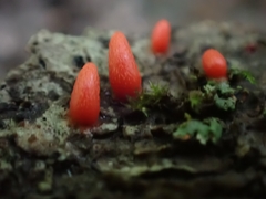Lycogala conicum